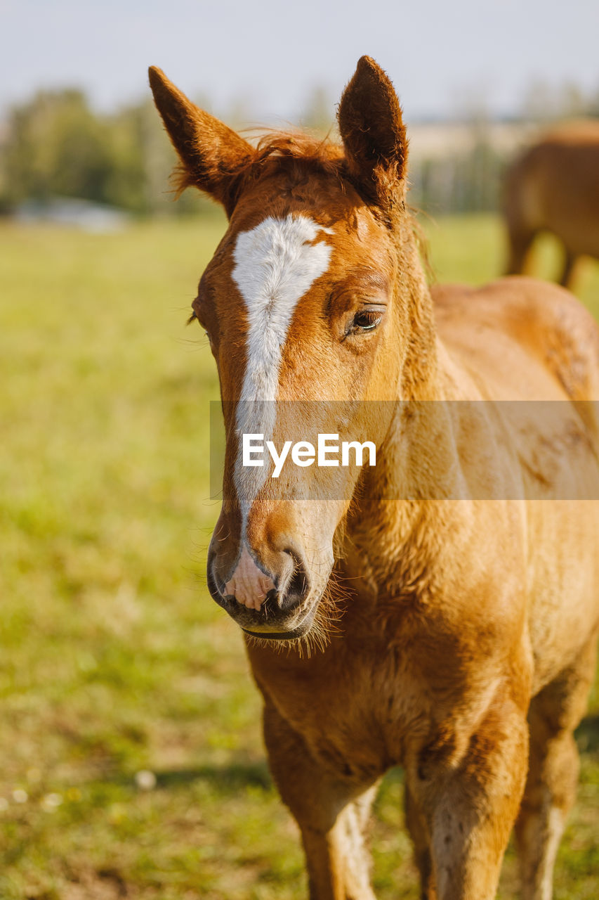  close-up portrait of a horse against nature background. horse breeding, animal husbandry