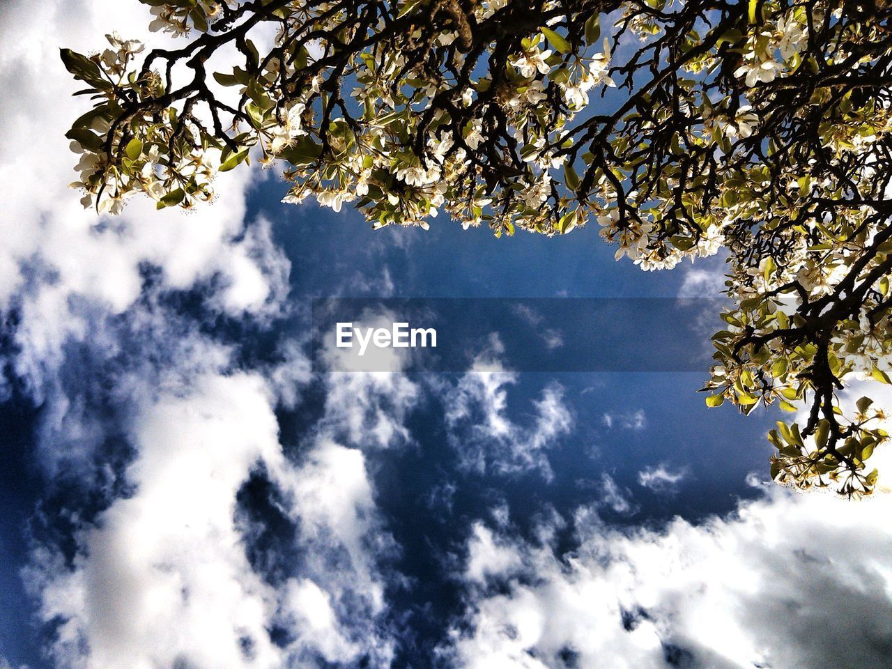 LOW ANGLE VIEW OF TREES AGAINST SKY