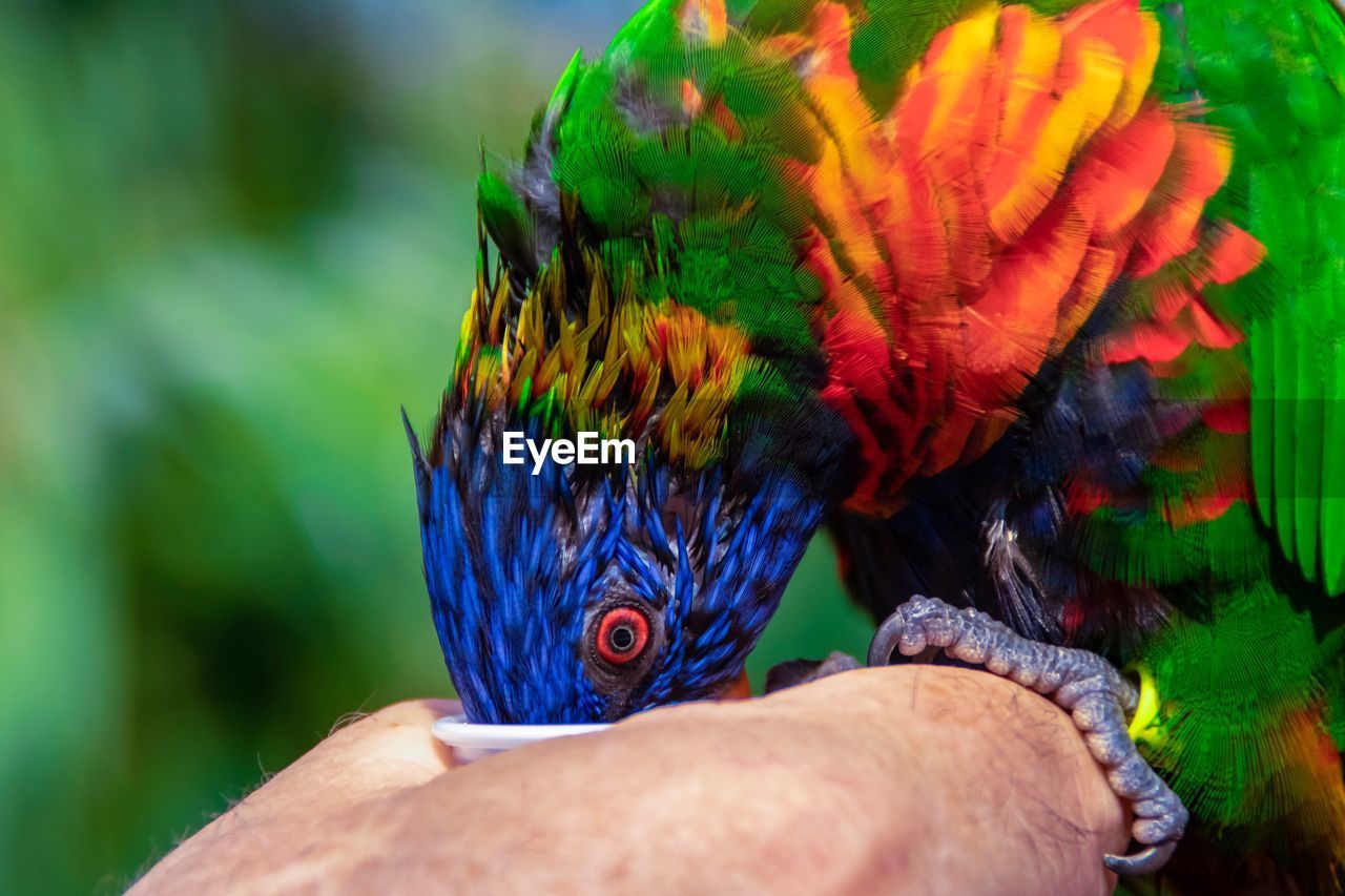 Close-up of a hand holding a bird