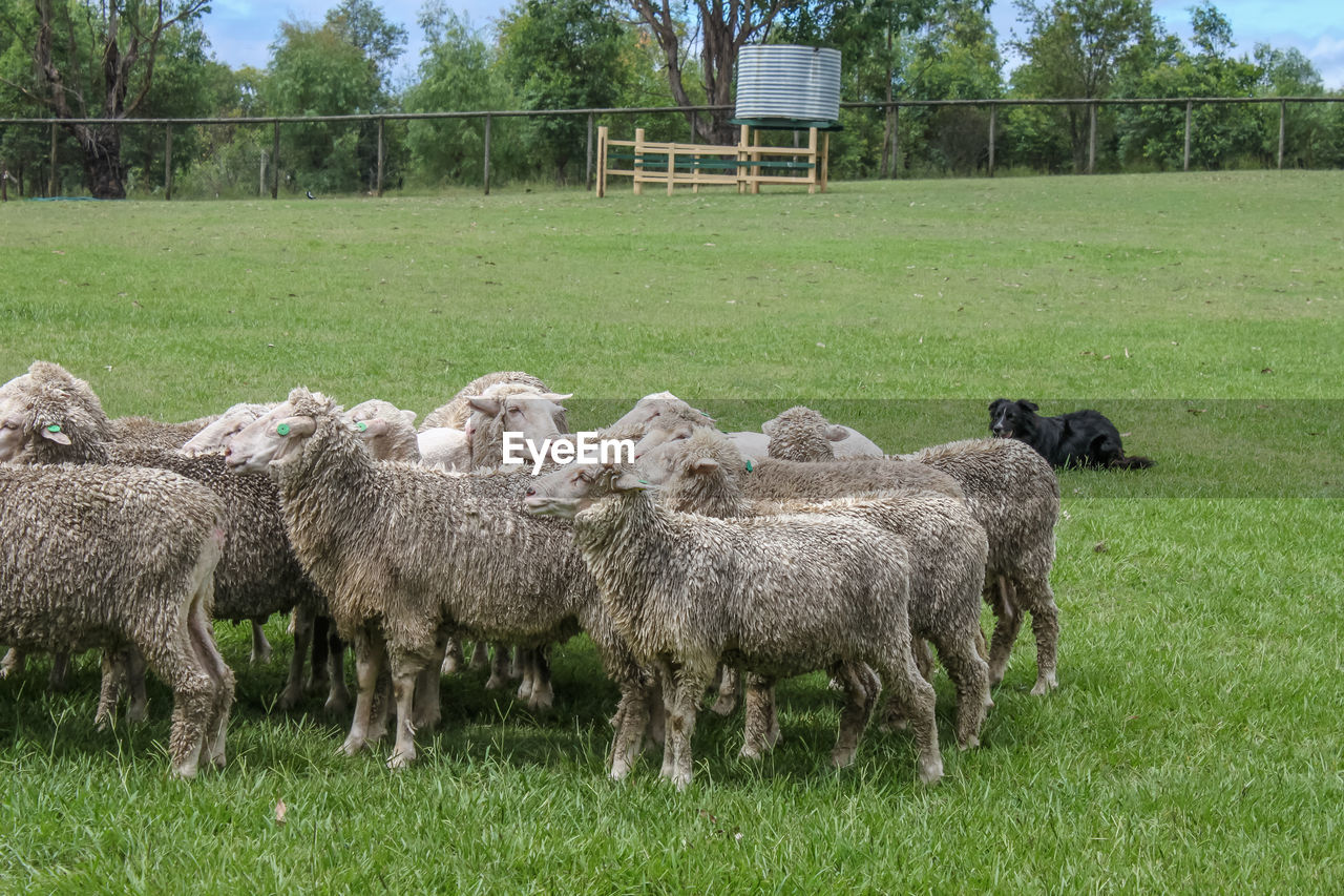VIEW OF SHEEP IN FARM
