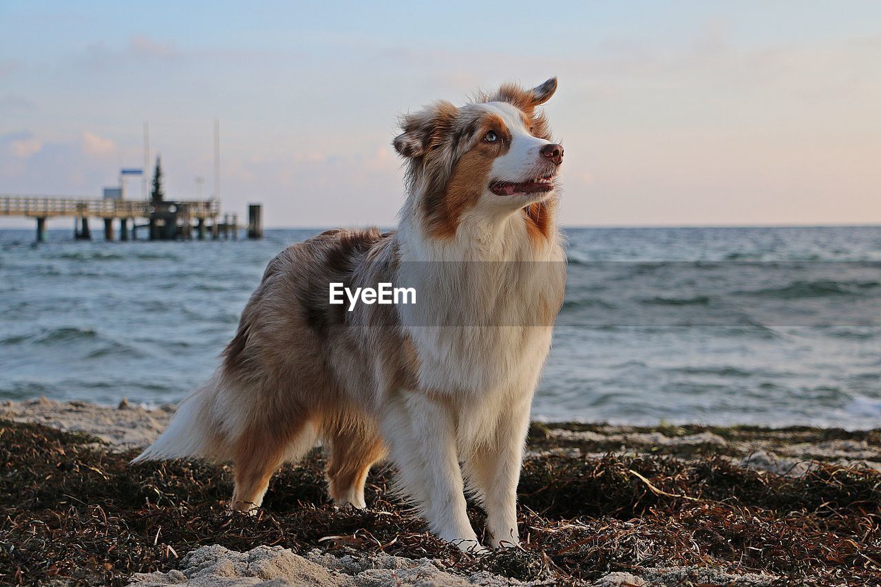 DOG STANDING ON BEACH AGAINST SEA