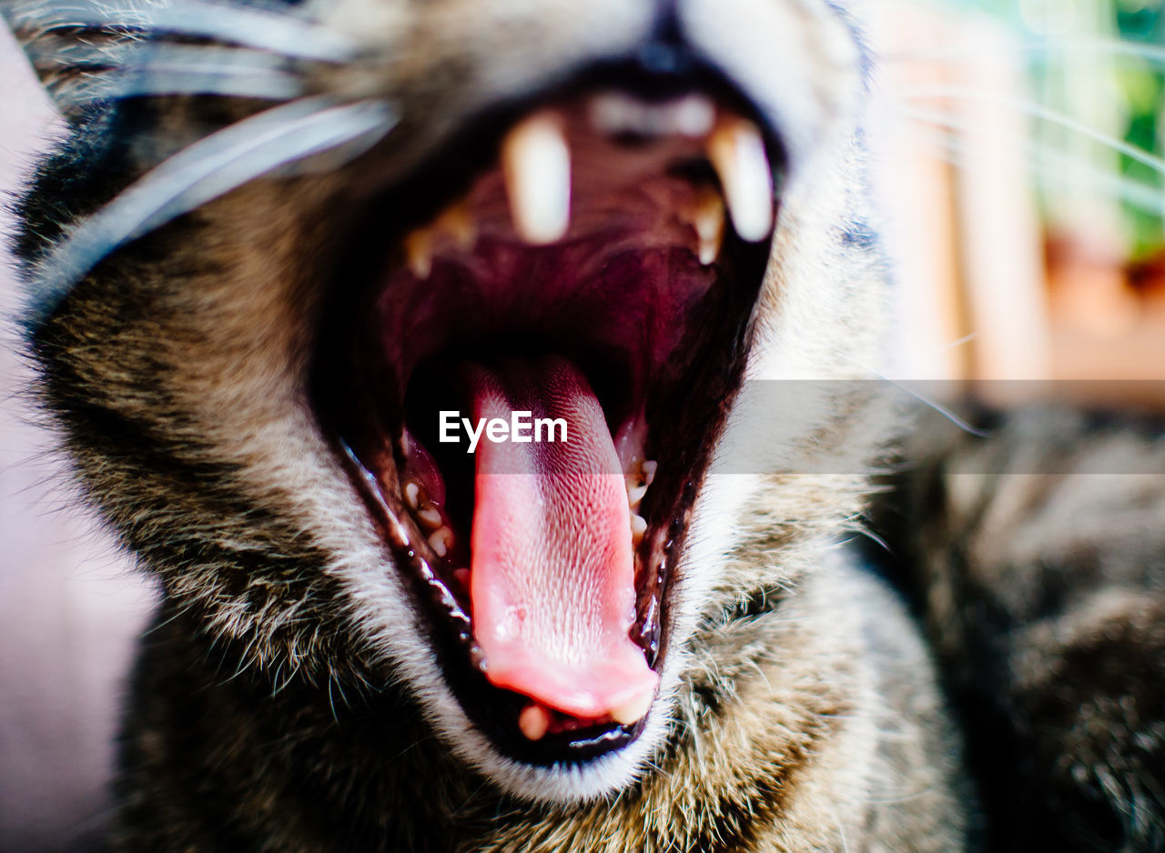 Close-up of cat yawning at home