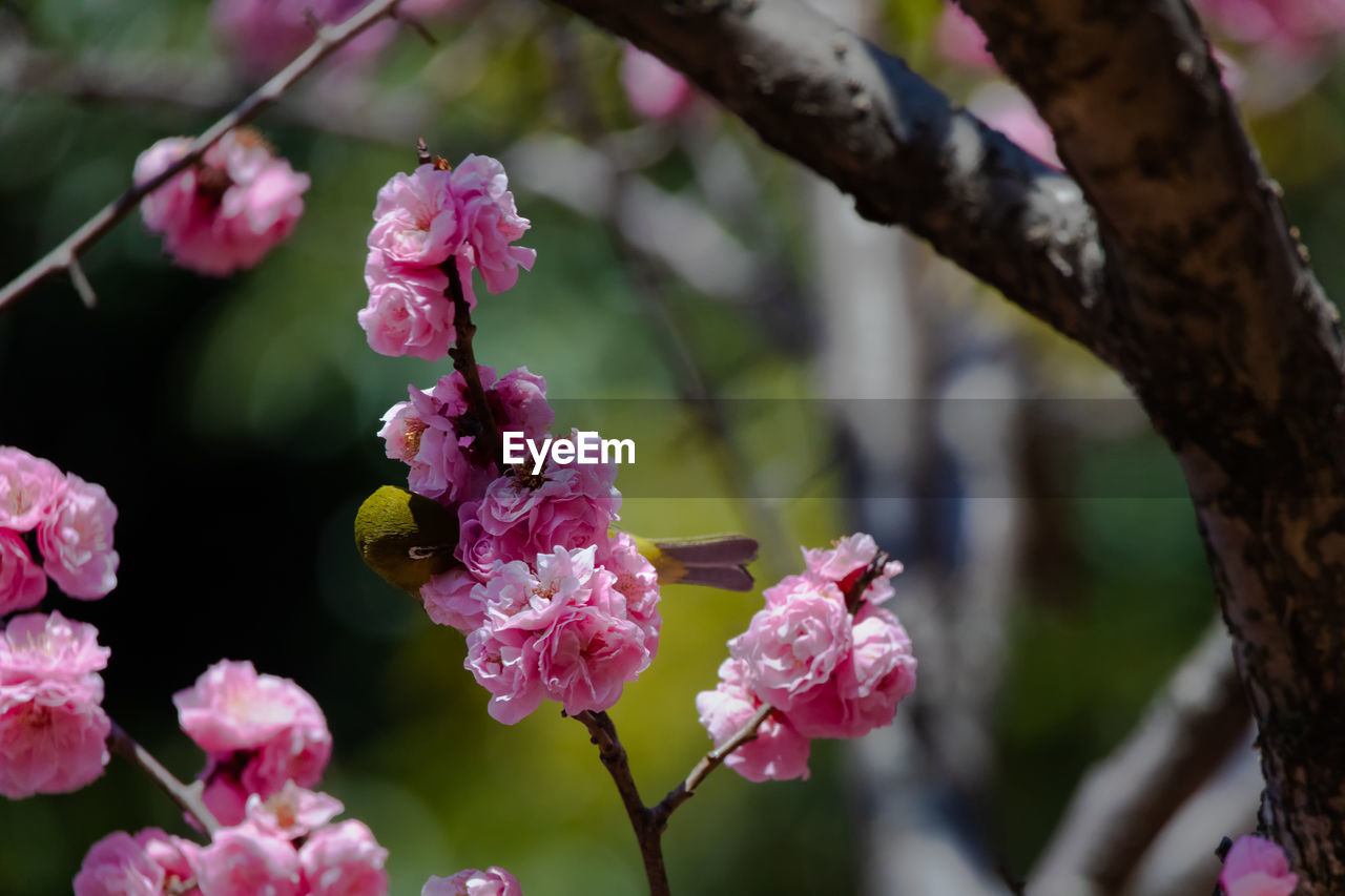 CLOSE-UP OF PINK CHERRY BLOSSOM TREE