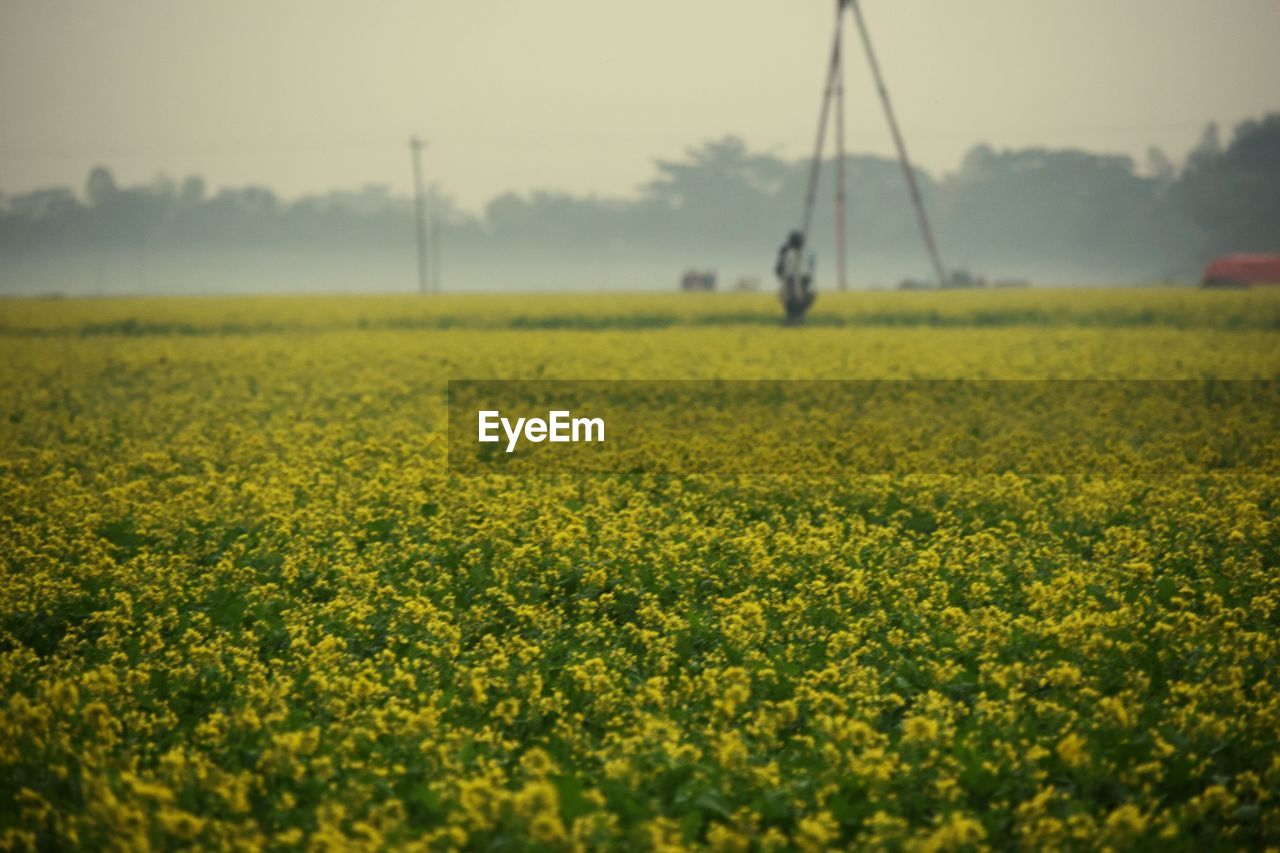 Scenic view of mustard field against sky