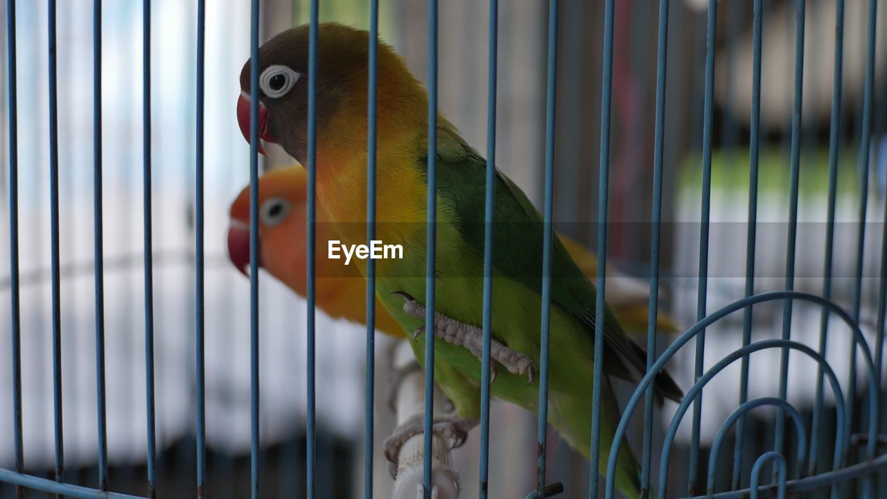 CLOSE-UP OF A PARROT IN CAGE