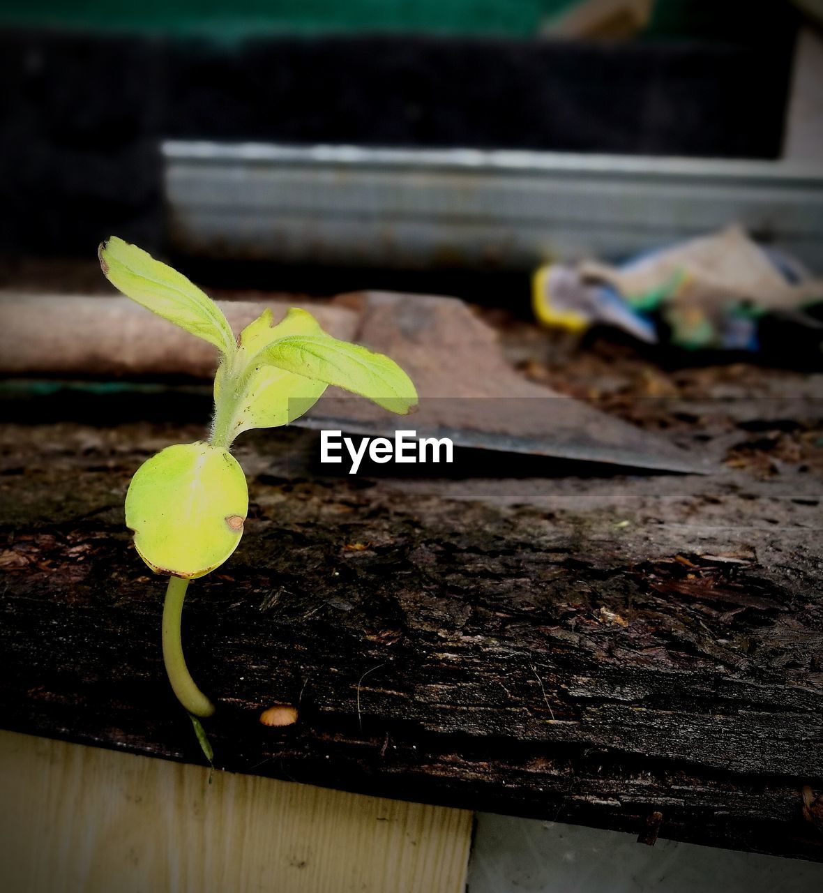 CLOSE-UP OF FRESH PLANT