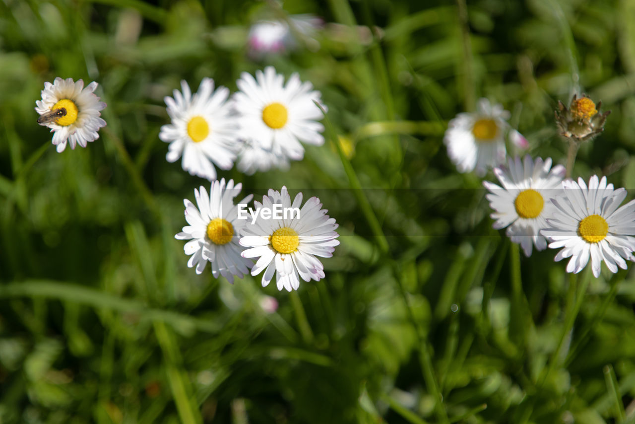 flower, flowering plant, plant, freshness, beauty in nature, daisy, nature, meadow, flower head, fragility, white, close-up, petal, growth, grass, field, inflorescence, no people, yellow, summer, botany, outdoors, pollen, green, wildflower, focus on foreground, day, springtime, tanacetum parthenium, animal wildlife, macro photography, plain, medicine, land