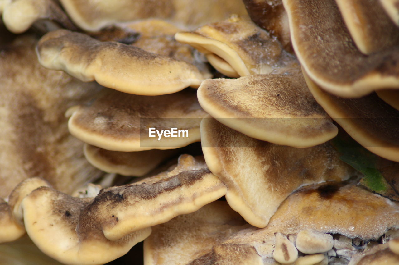 Full frame shot of mushrooms