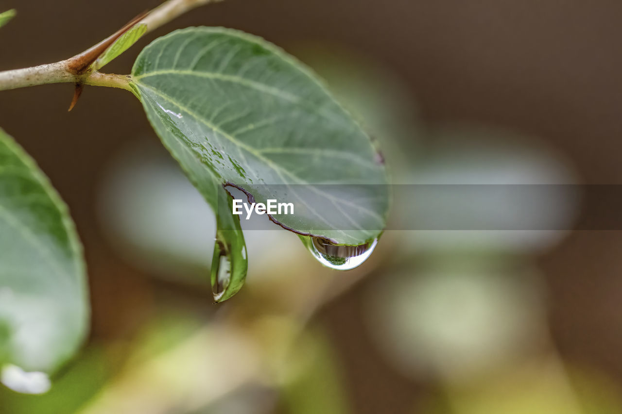 Close-up of water drops on plant leaves