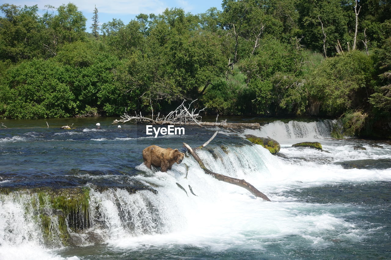 VIEW OF DOG ON RIVERBANK