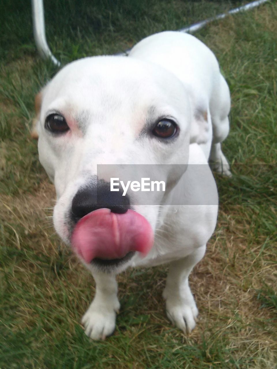 PORTRAIT OF DOG ON GRASS