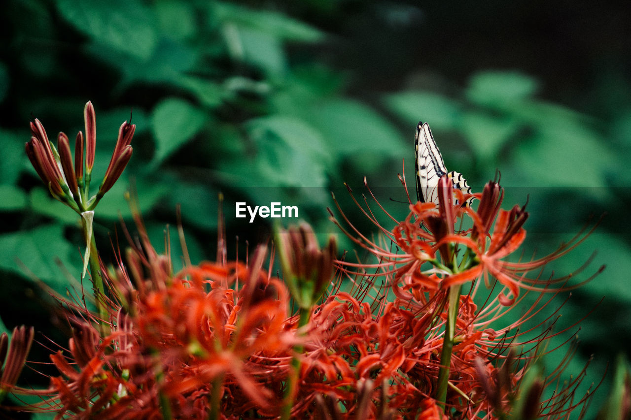 Butterfly pollinating on red flowers