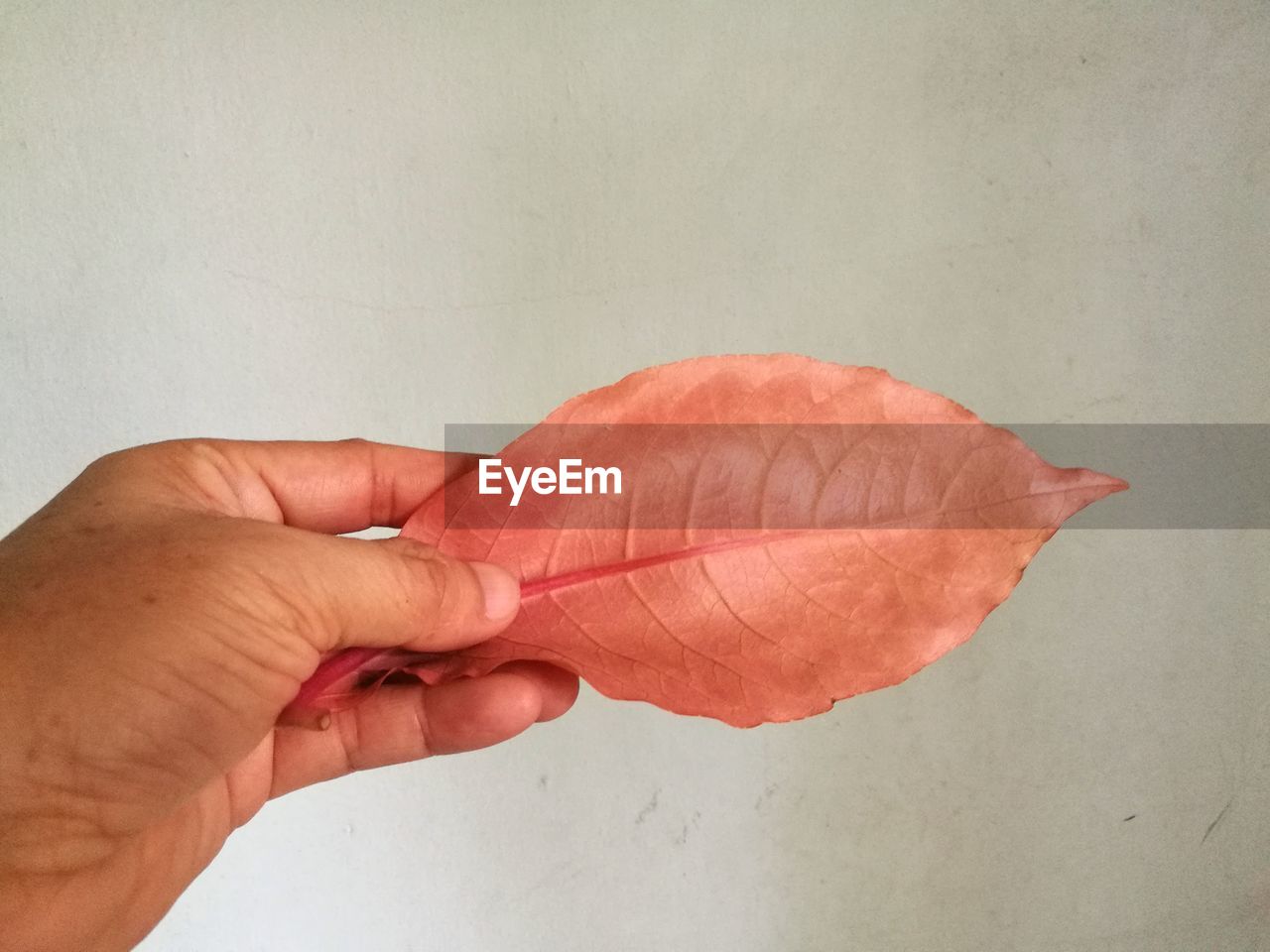 CLOSE-UP OF HAND HOLDING LEAF AGAINST WALL