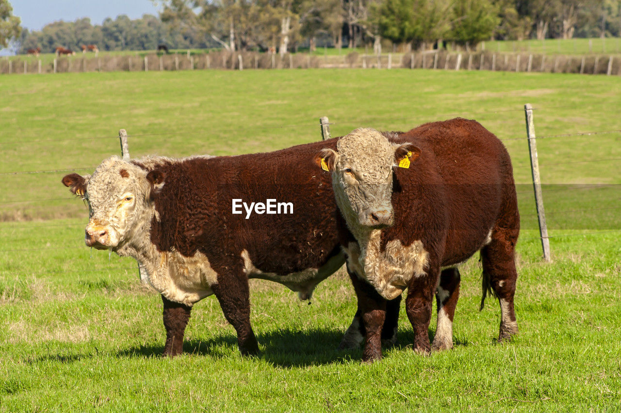 Herd of hereford cattle on the pasture in brazilian ranch.
