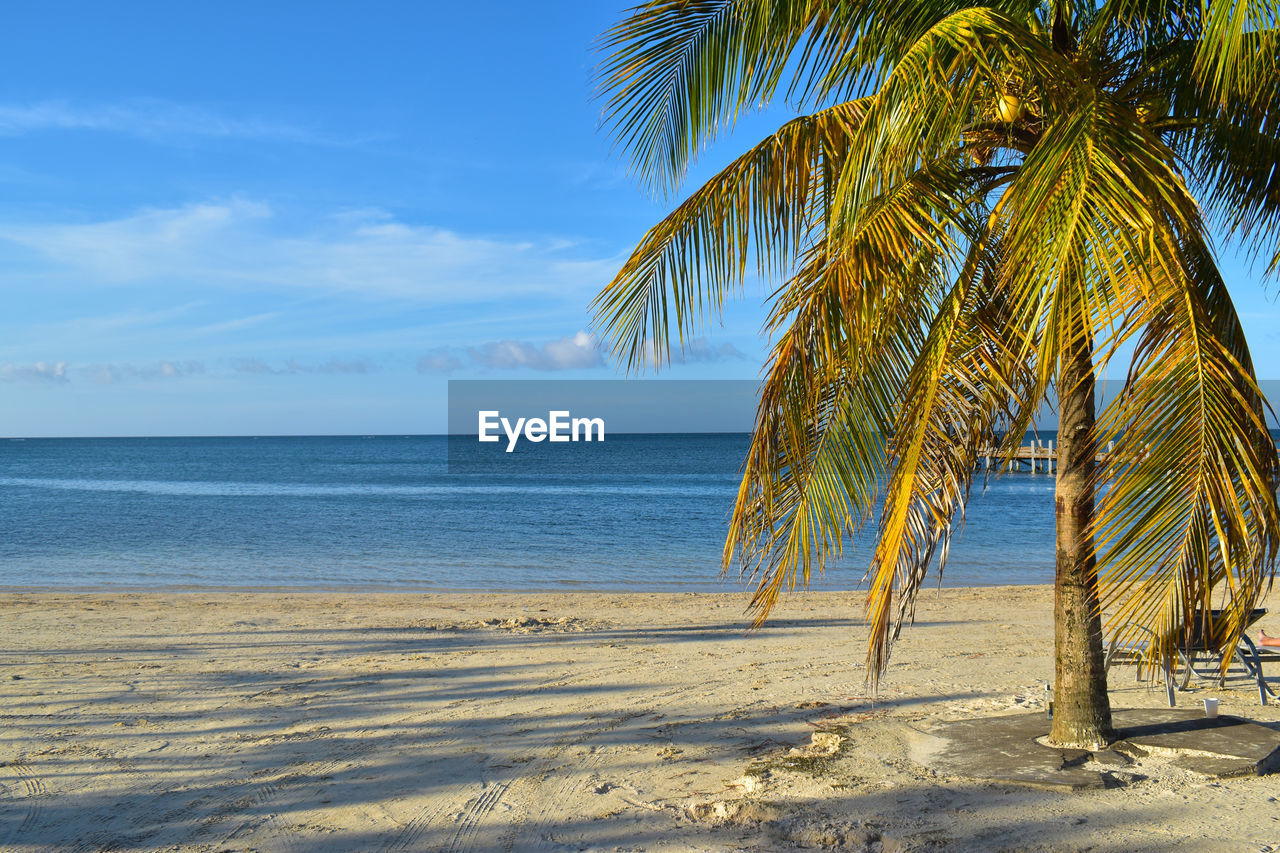 Palm trees on beach against sky