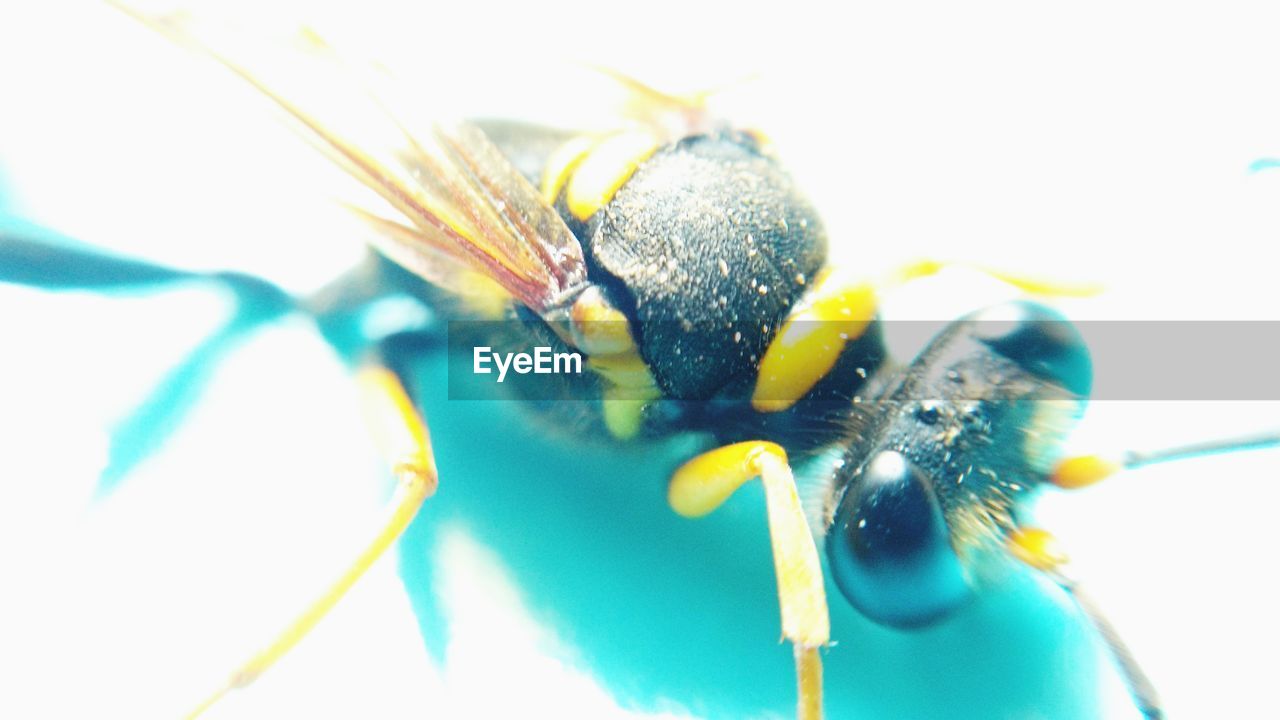 MACRO SHOT OF INSECT ON WHITE