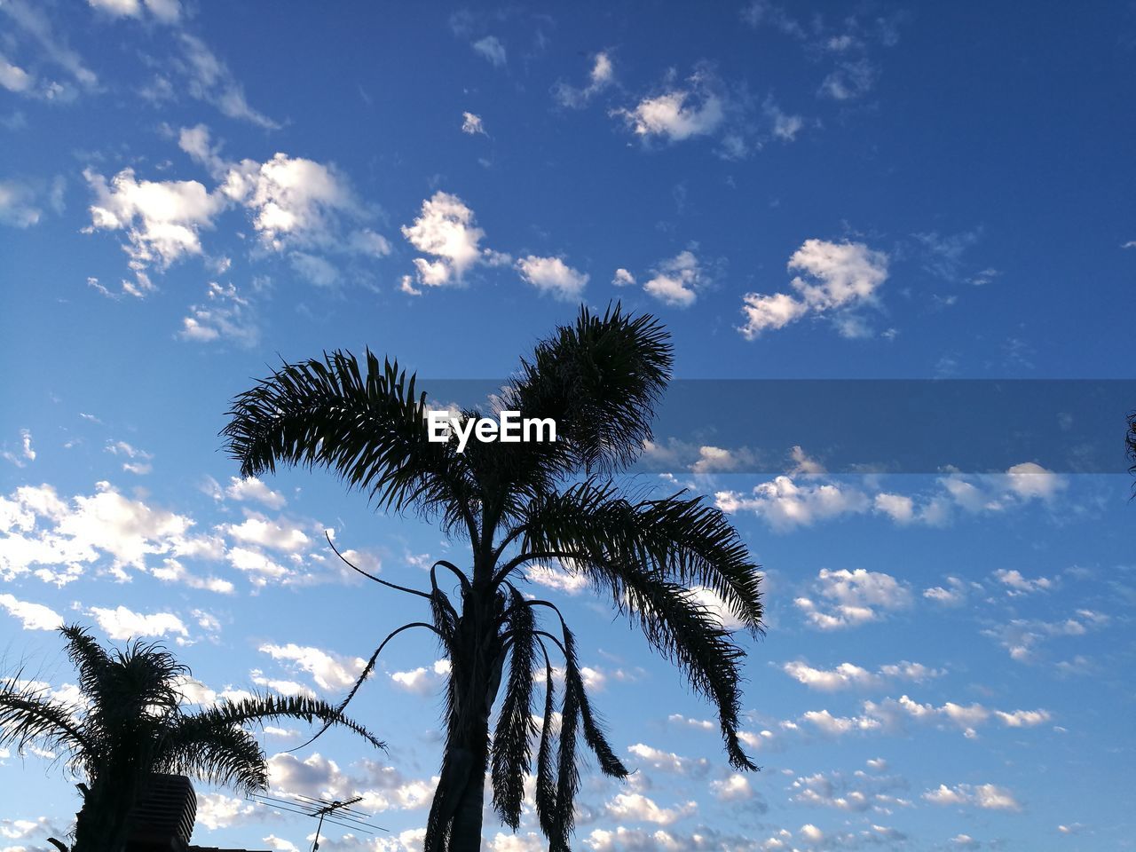 LOW ANGLE VIEW OF TREE AGAINST SKY