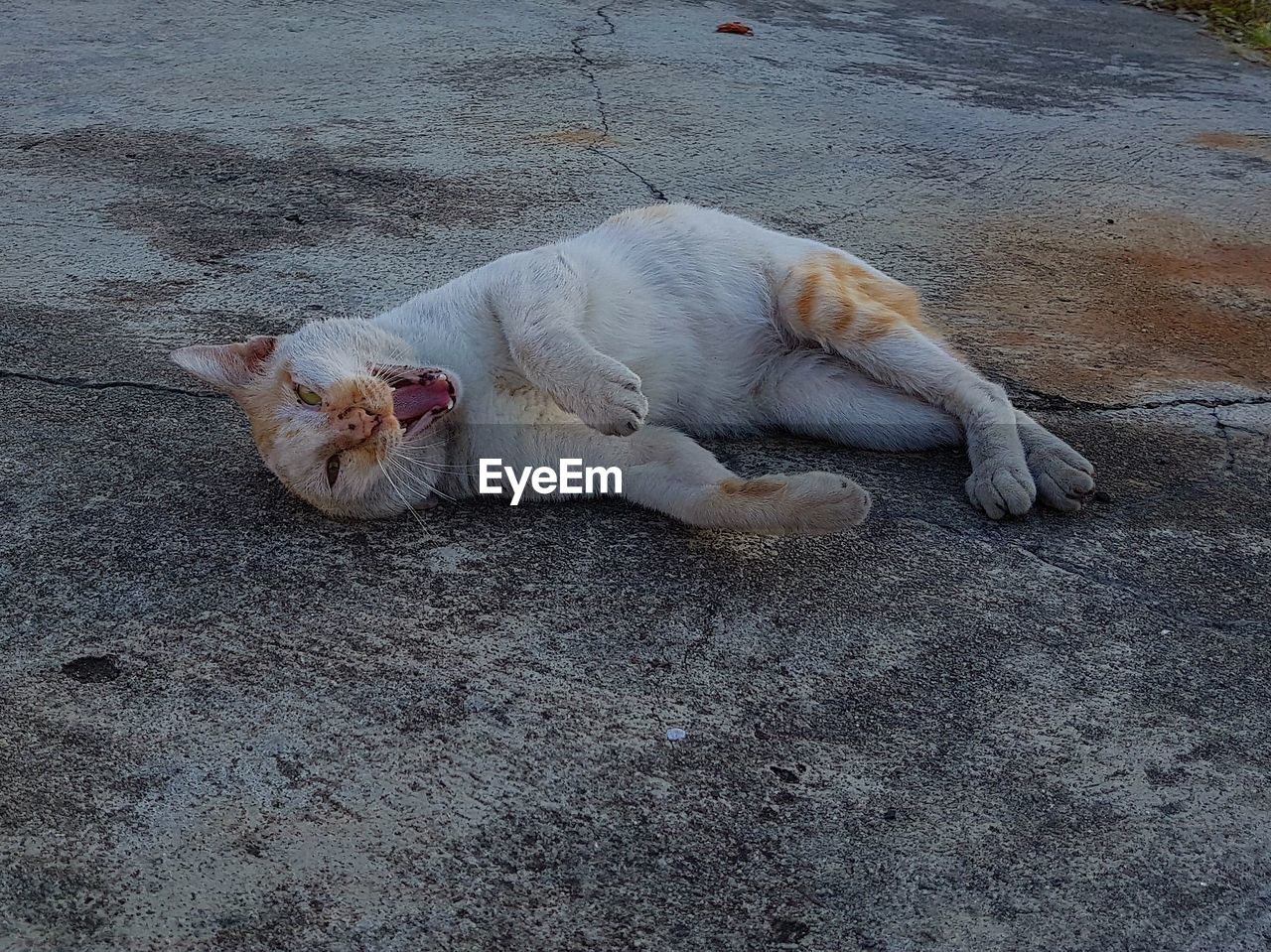 CAT SLEEPING ON GROUND