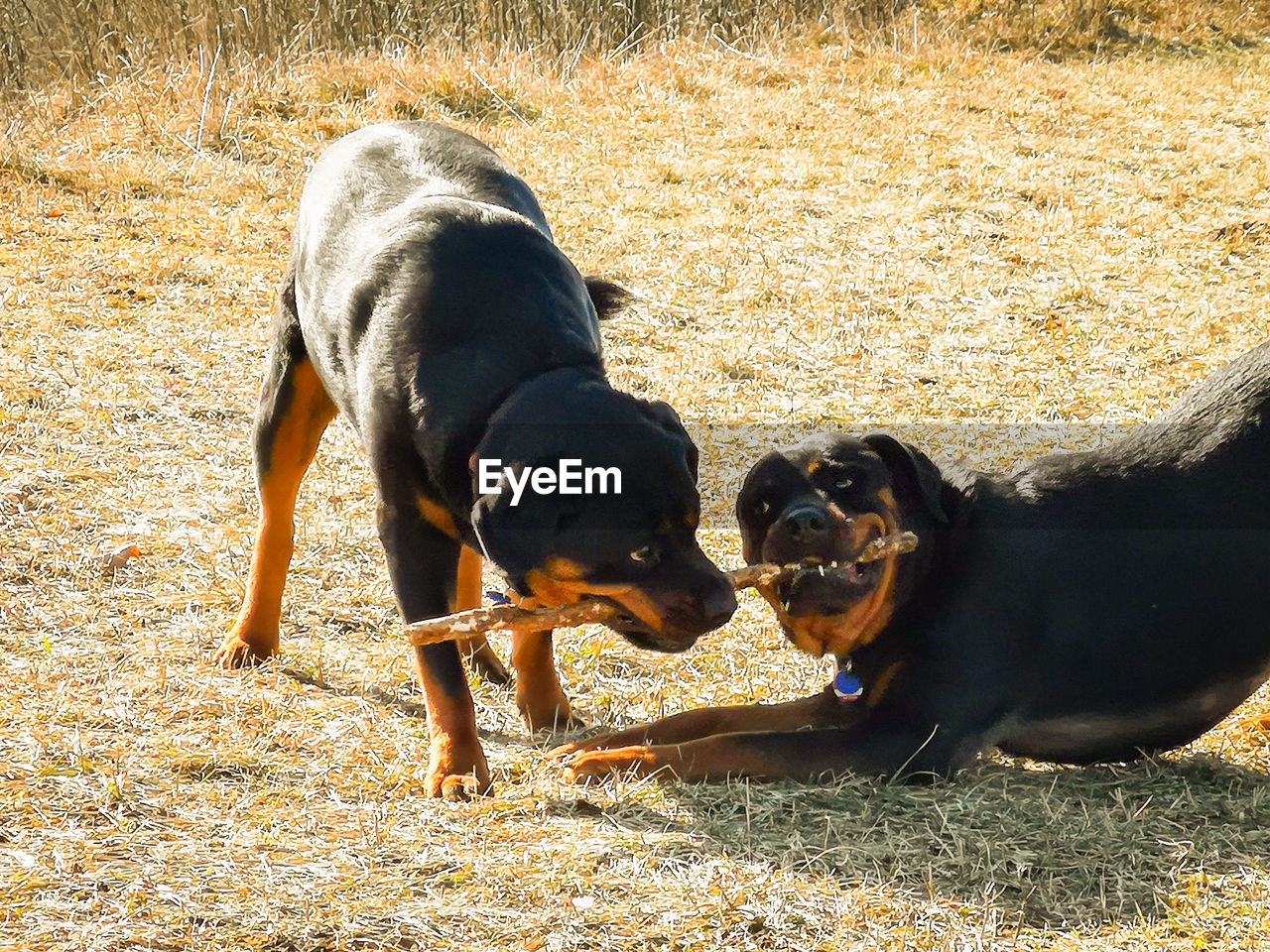 Dog standing on field