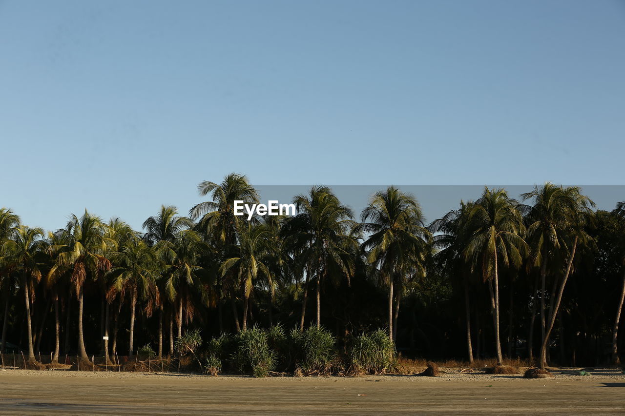 palm trees on field against clear sky