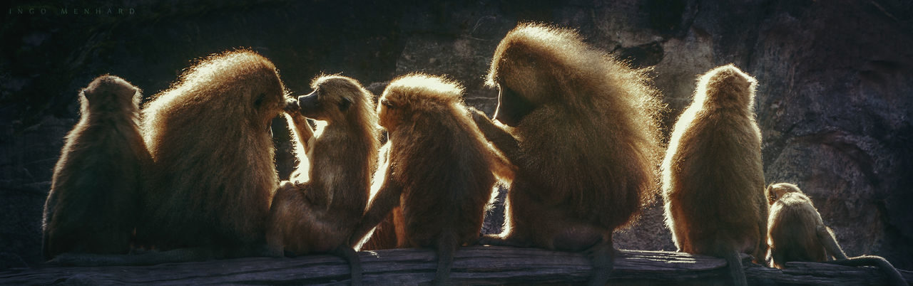 Silhouette of monkey family