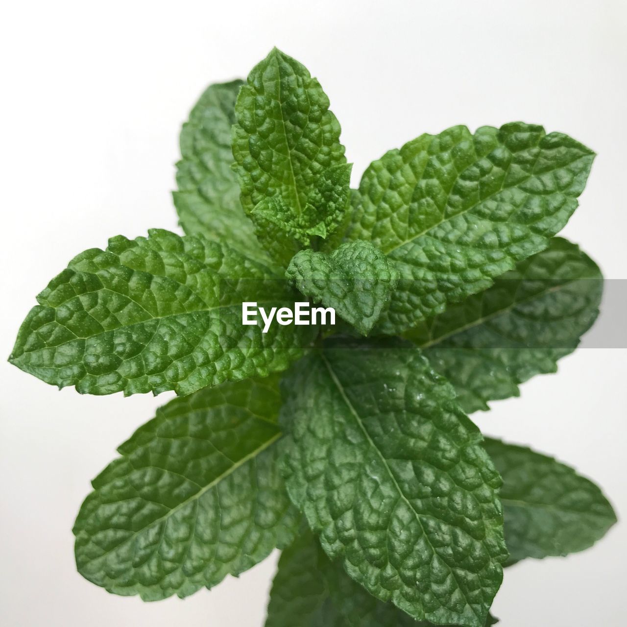 CLOSE-UP OF FRESH GREEN LEAVES