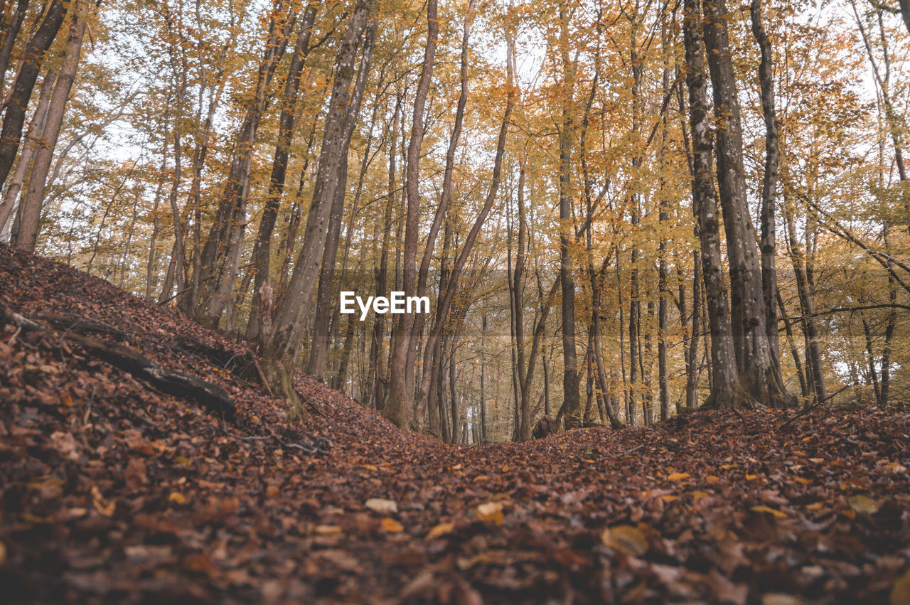 Surface level of trees in forest during autumn