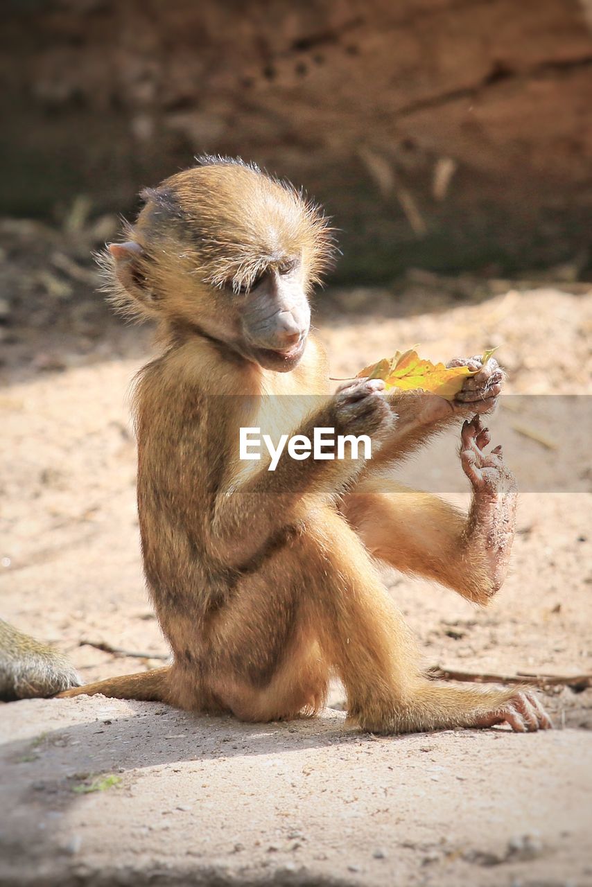 Close-up of monkey sitting on field