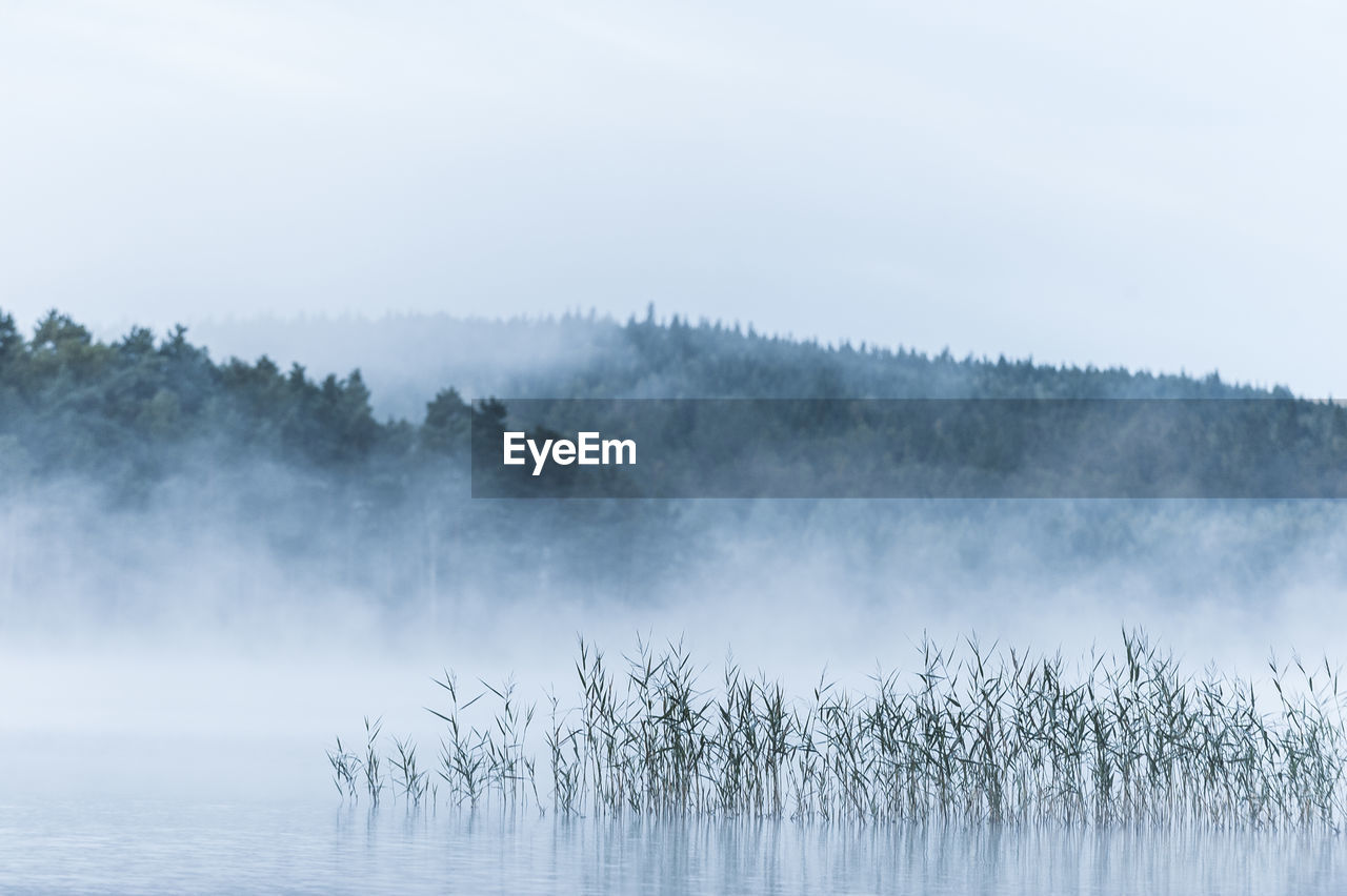 Misty lake with reeds, sweden