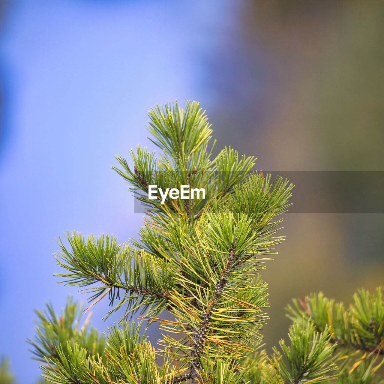 Close-up of pine tree against sky