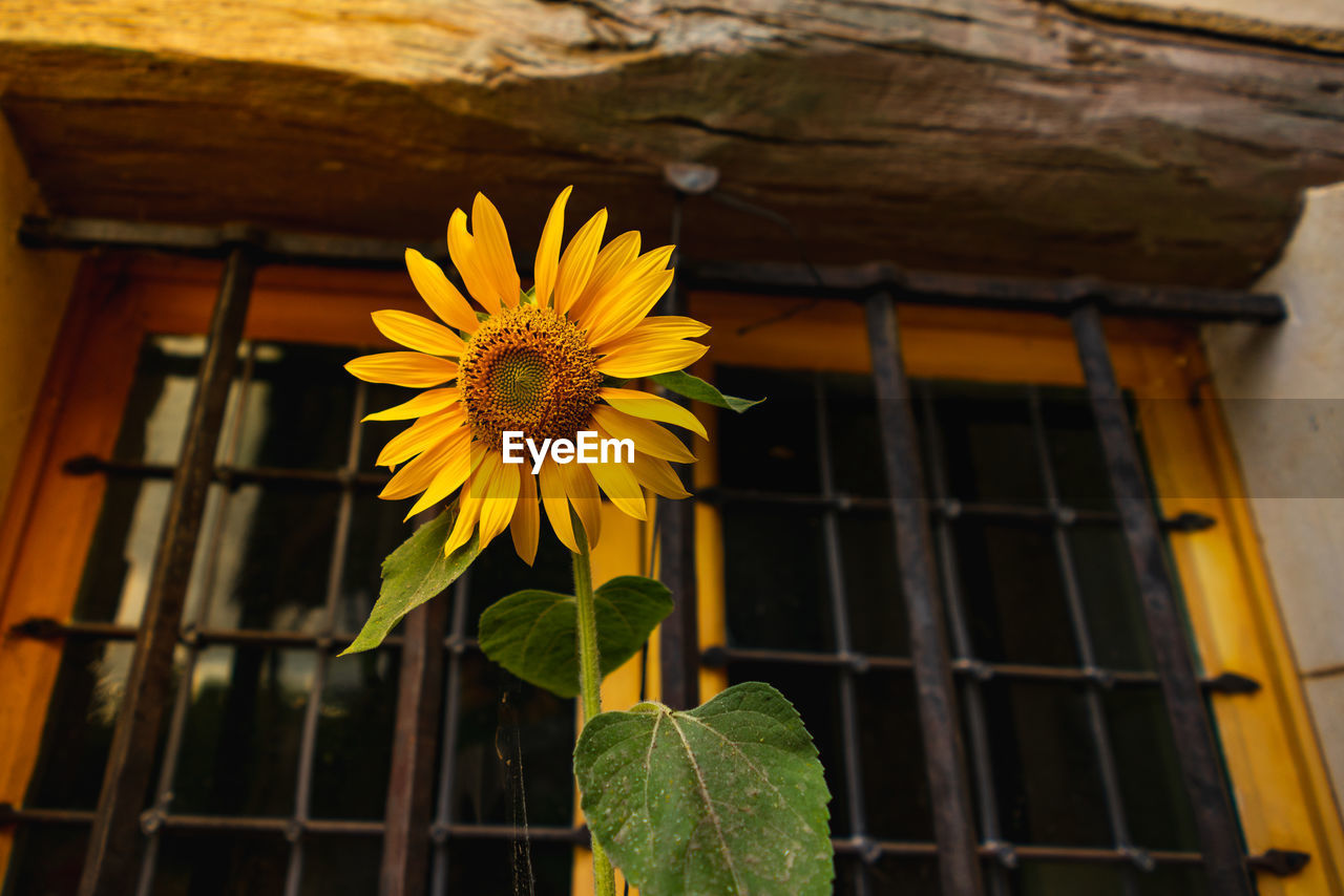 Low angle view of yellow flowering plant on building