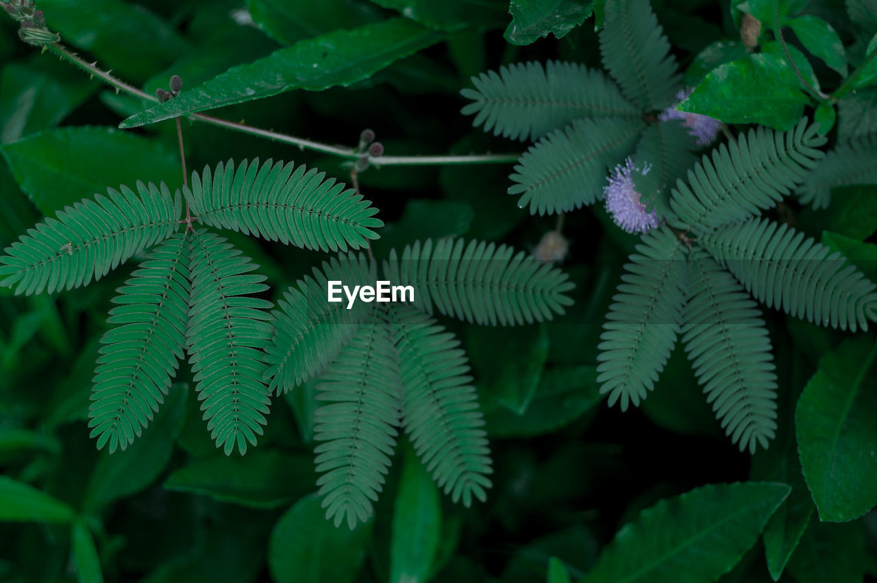 CLOSE-UP OF LEAVES ON PLANT