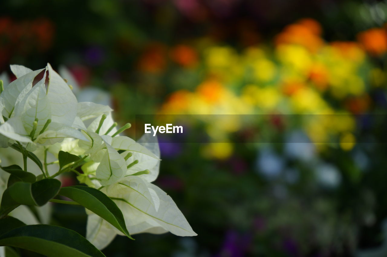 Close-up of white flowering plant