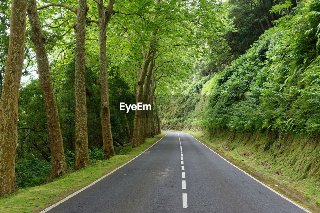 ROAD AMIDST TREES