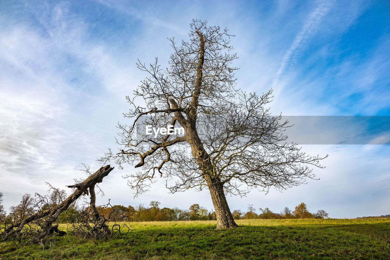 LOW ANGLE VIEW OF BARE TREE ON FIELD