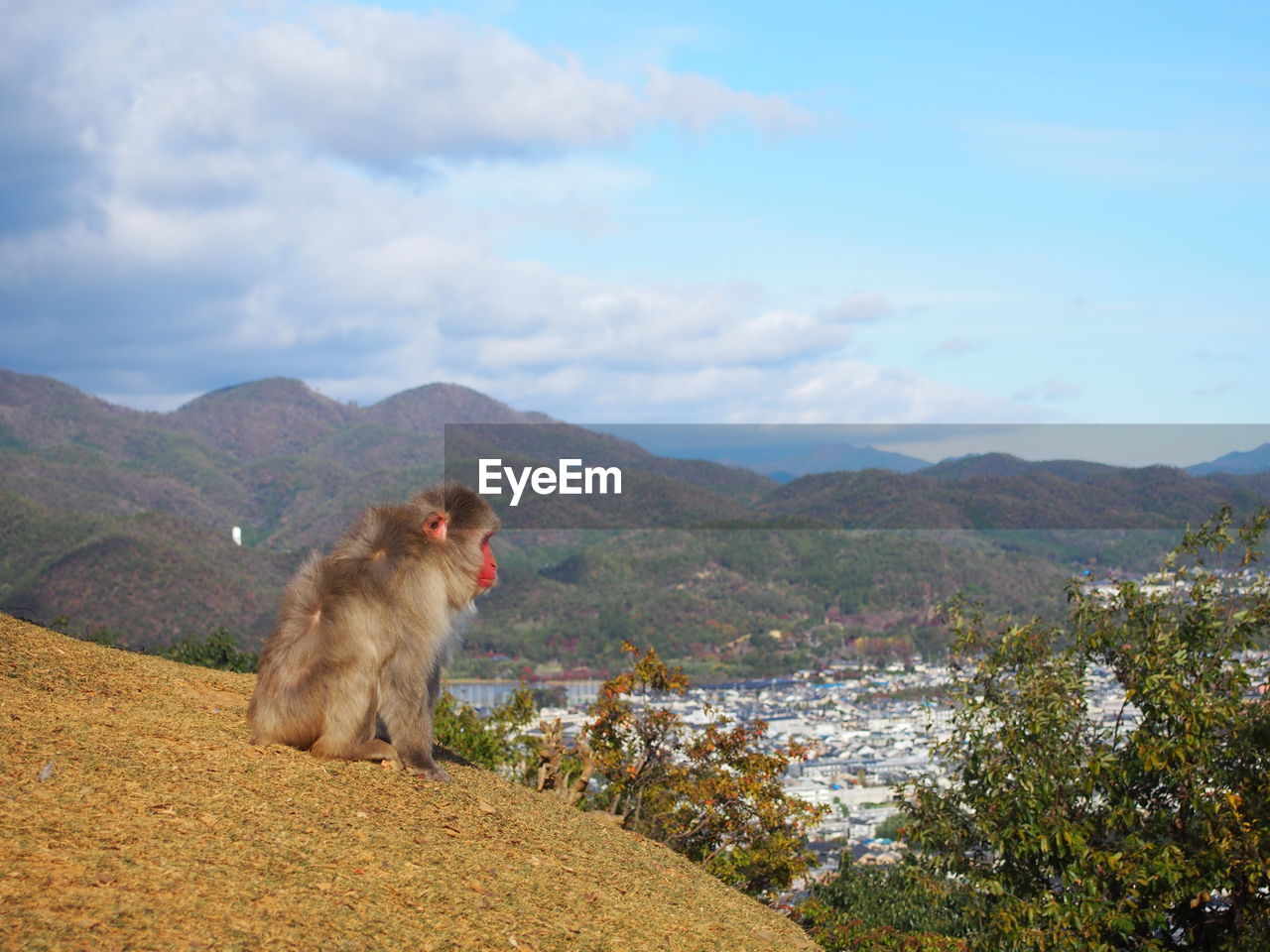 Monkey looking over kyoto from arashiyama