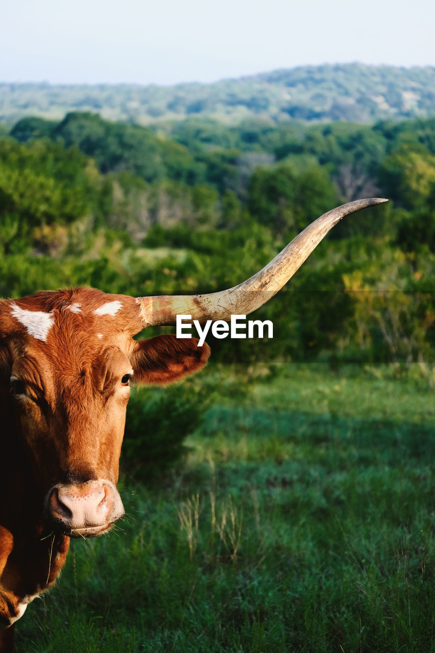 COW GRAZING IN FIELD