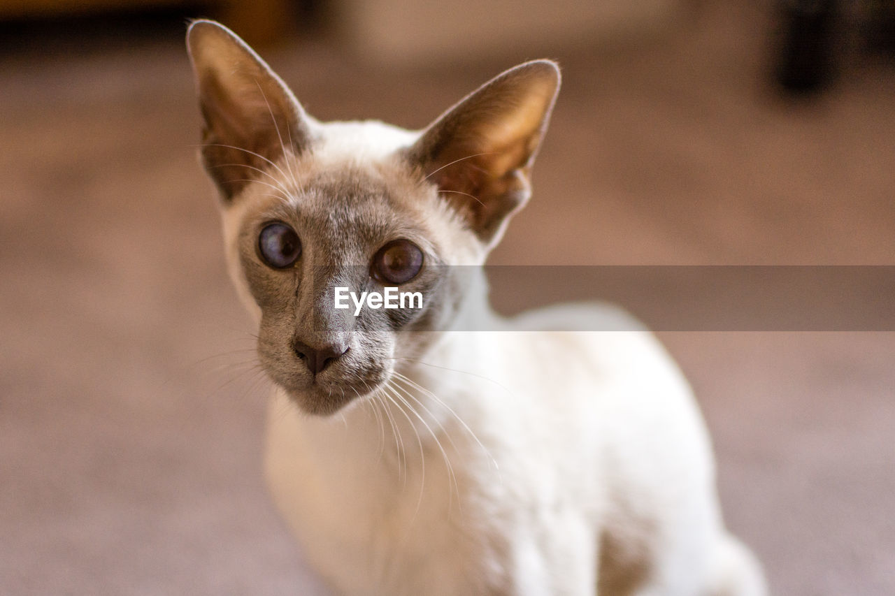 Close-up portrait of a cat