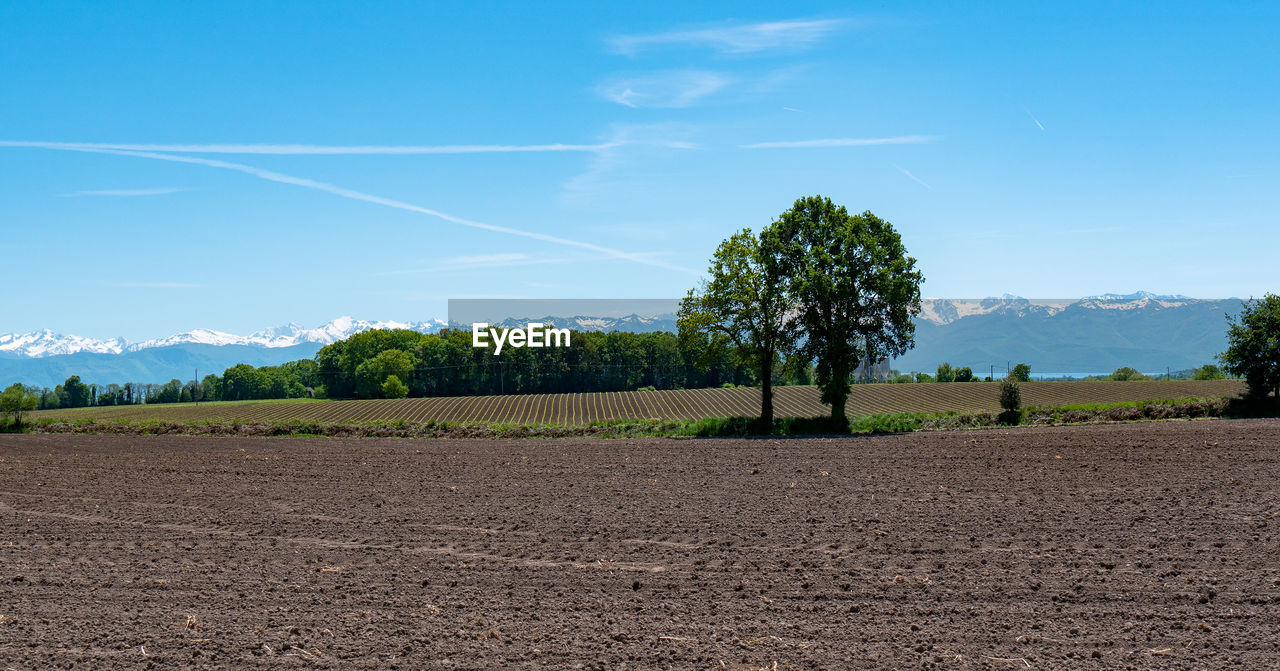 Trees on field against blue sky