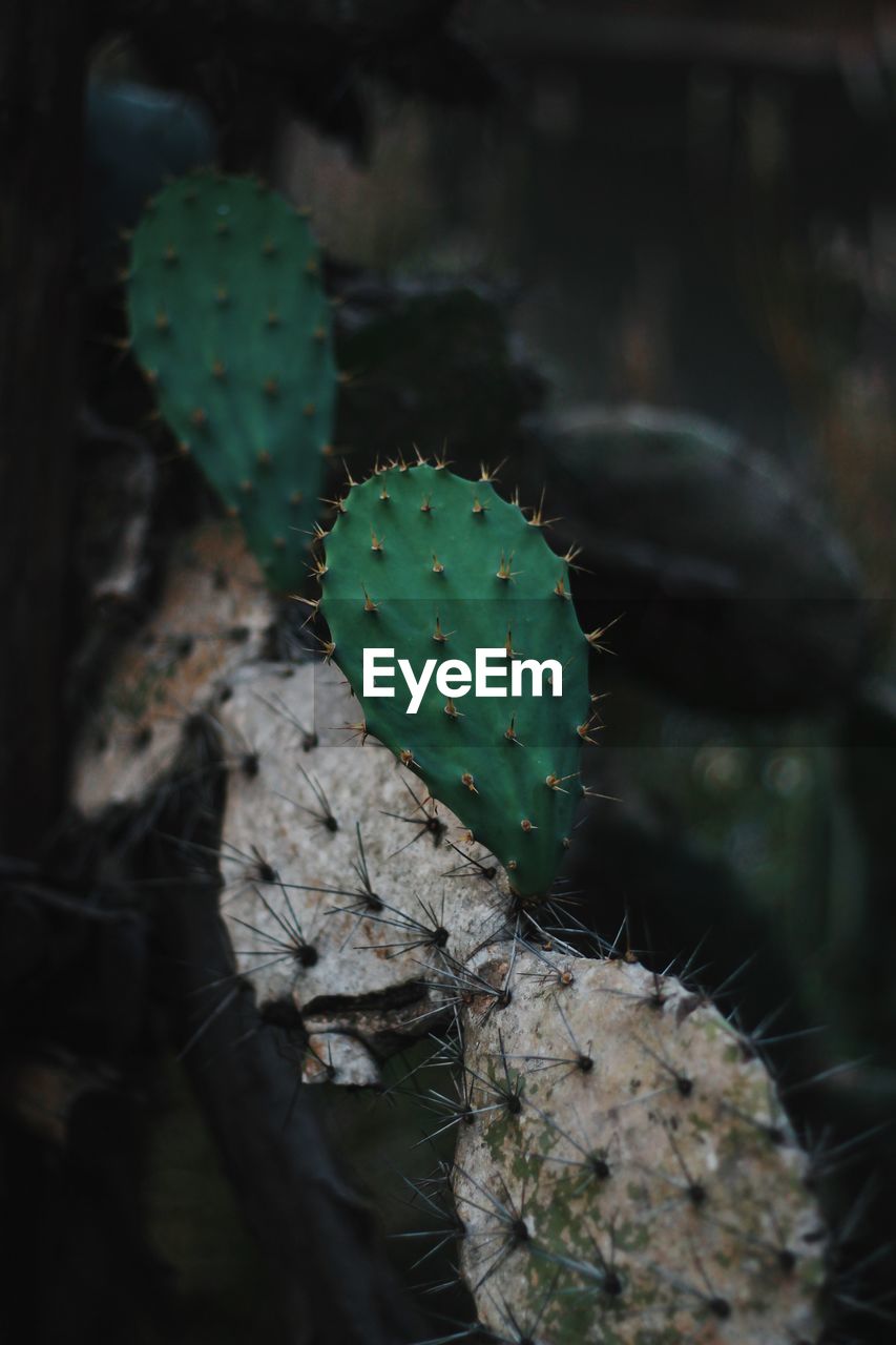 CLOSE-UP OF SUCCULENT PLANT GROWING OUTDOORS