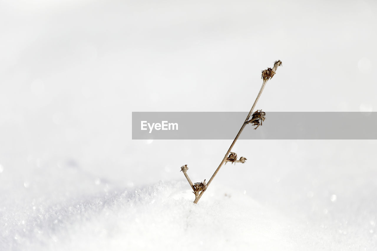 close-up of snow