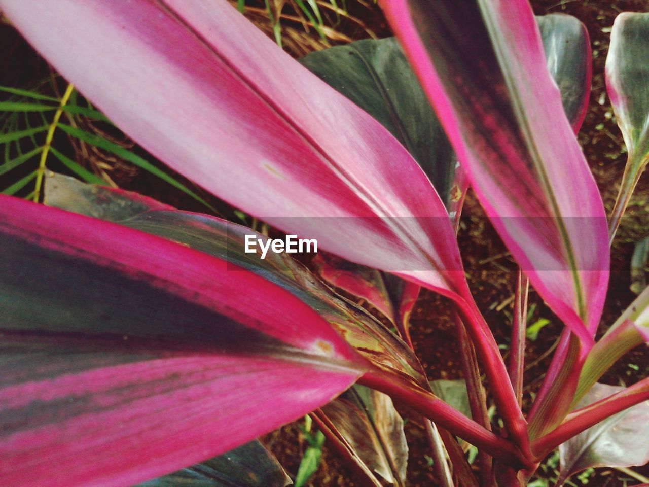 FULL FRAME SHOT OF PINK FLOWERS