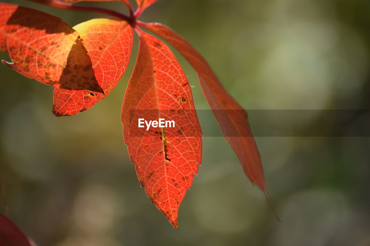 Close-up of red maple leaves