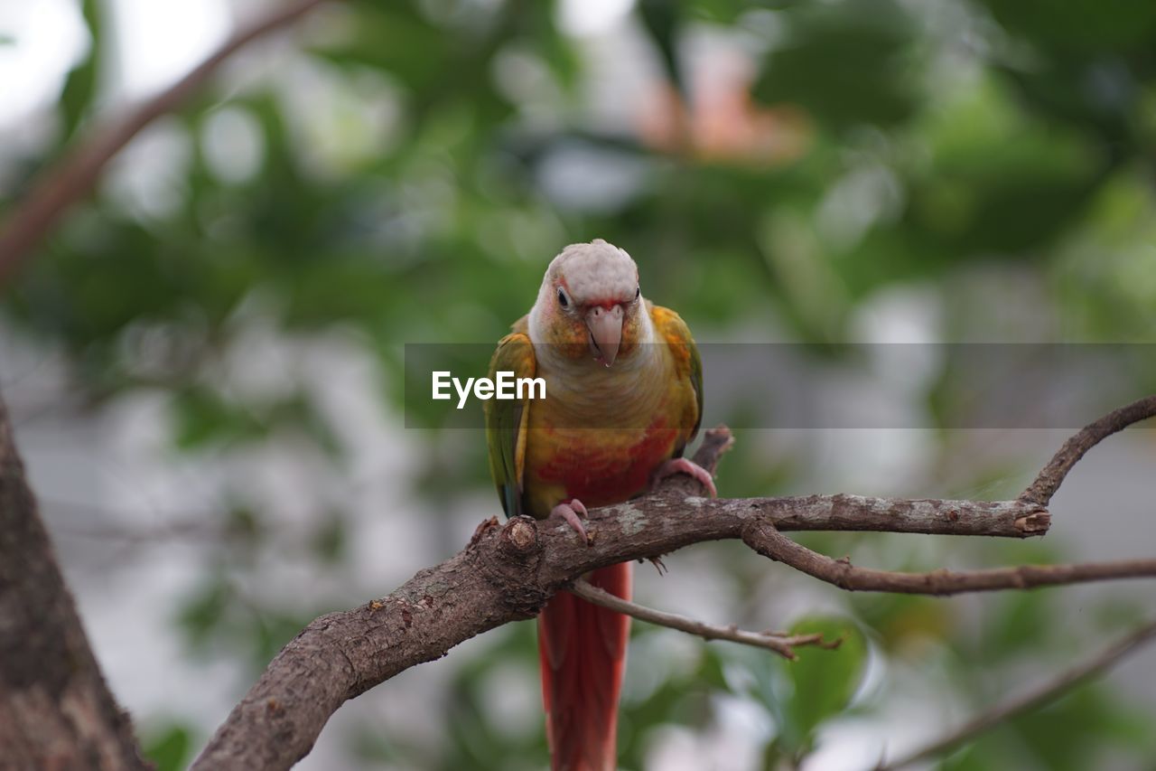 CLOSE-UP OF PARROT PERCHING ON BRANCH