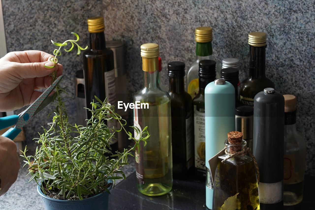 Close-up of rosemary with oil bottles