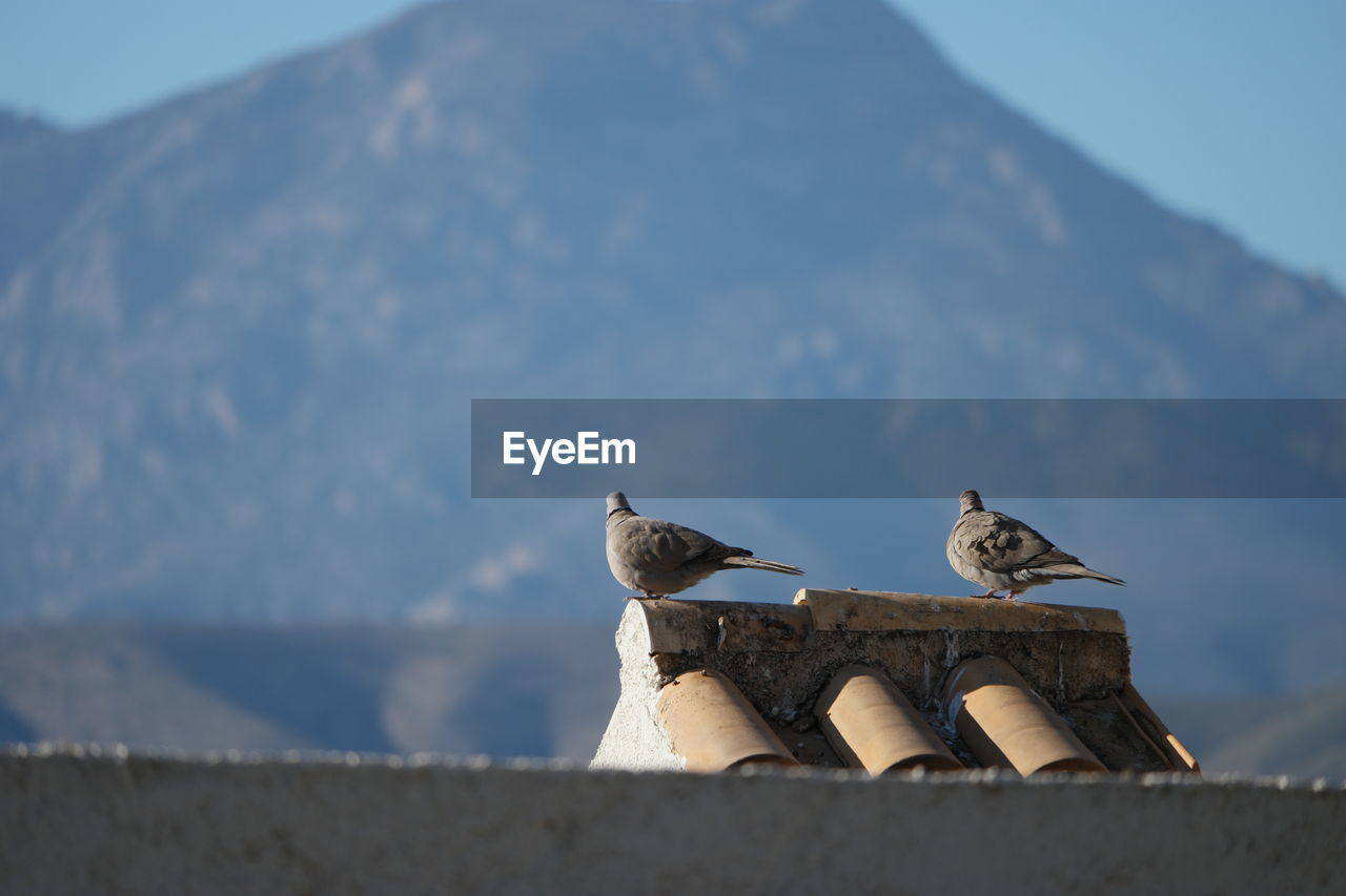 Low angle view of collared dove perching on roof against mountain