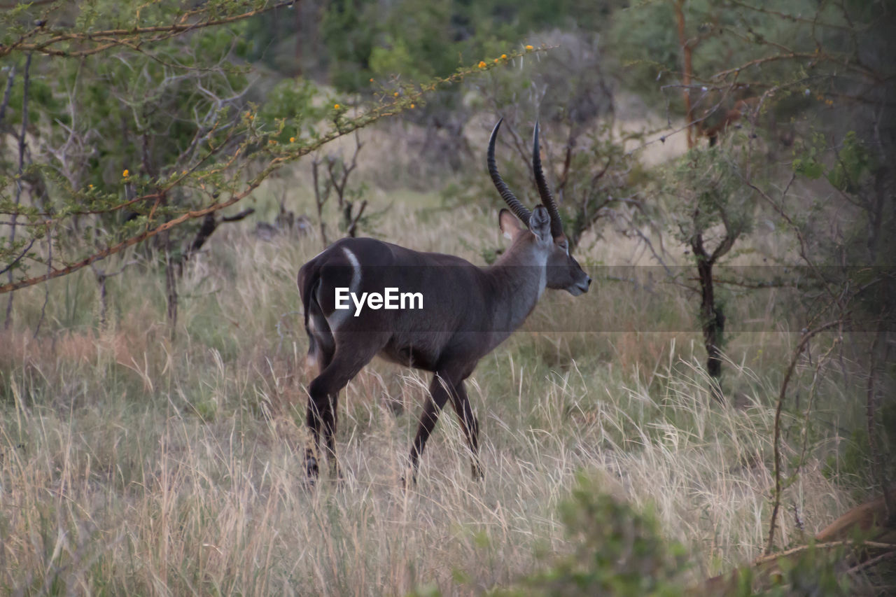 DEER IN FIELD