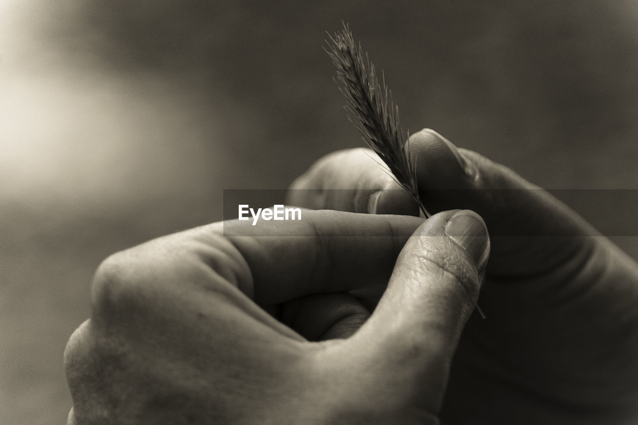 Cropped image of hands holding wheat