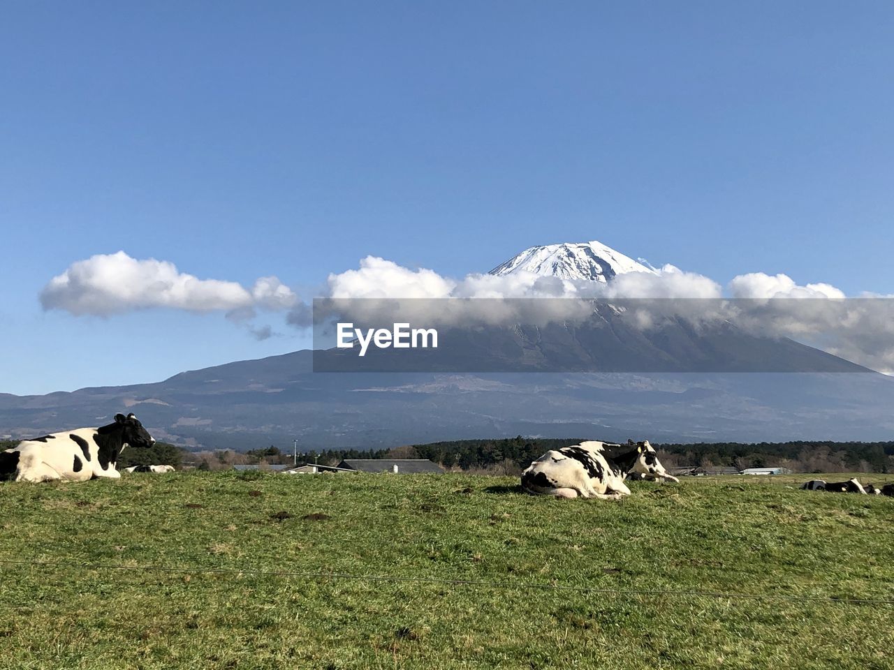 Cows in a field, mt.fuji