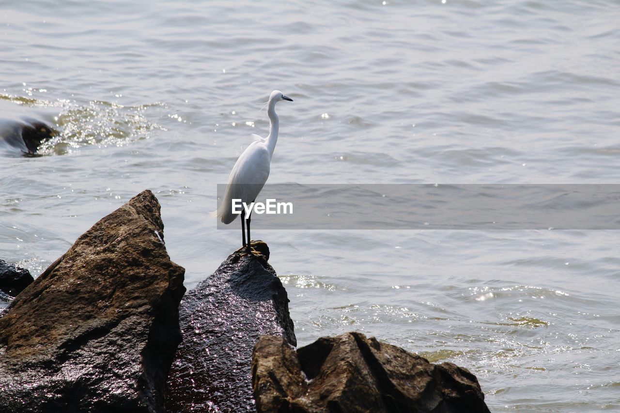 Bird perching on rock by sea